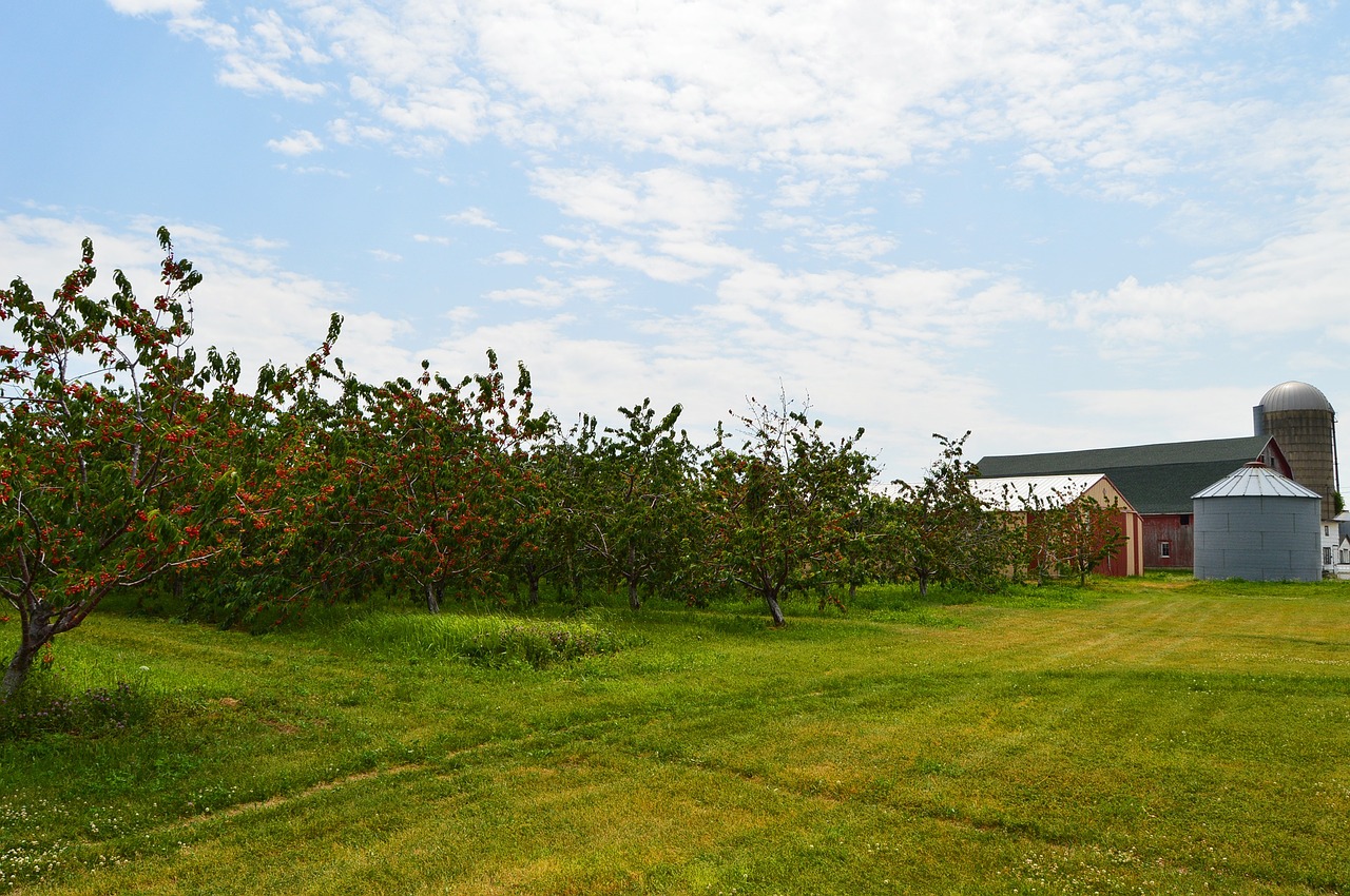 cherry farm tree free photo