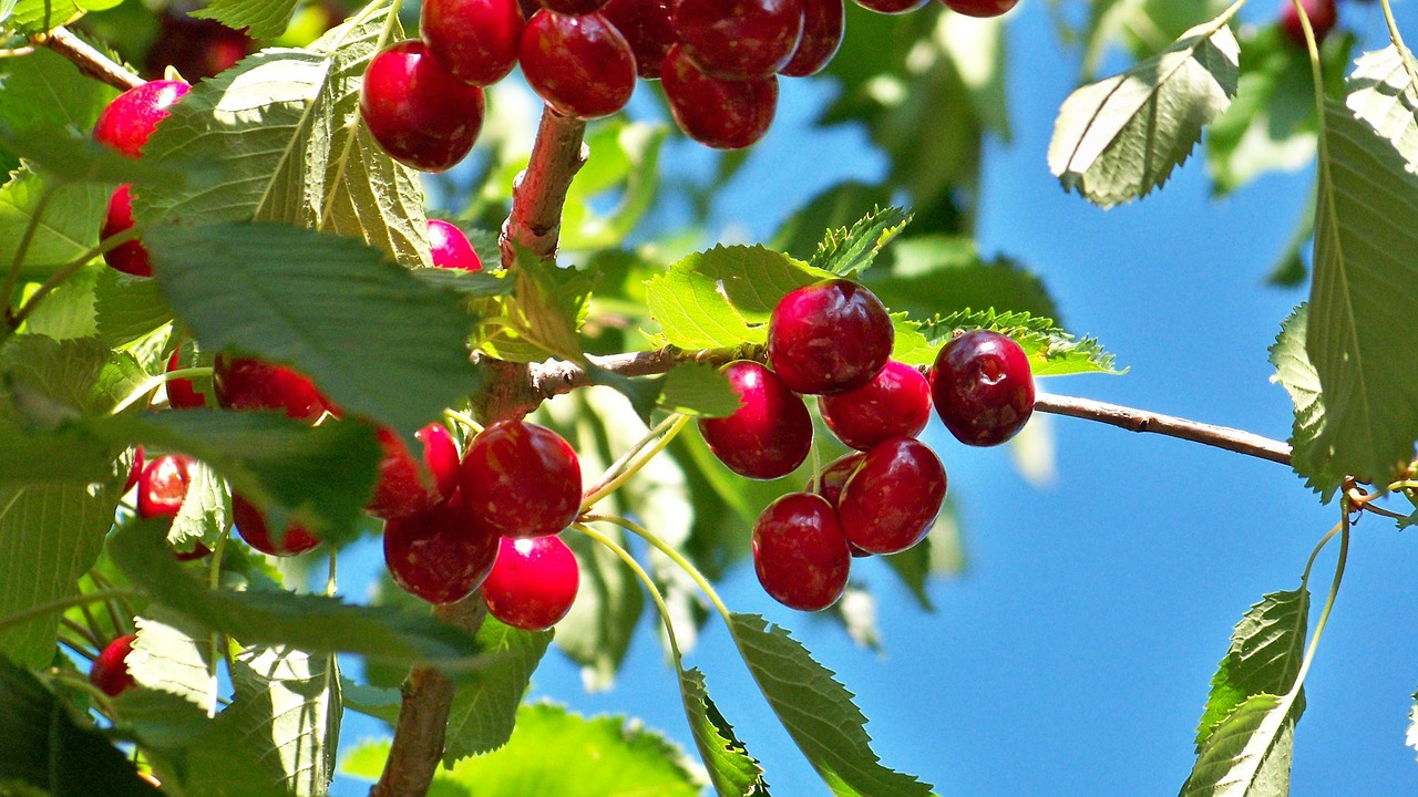 cherry fruit cherries free photo