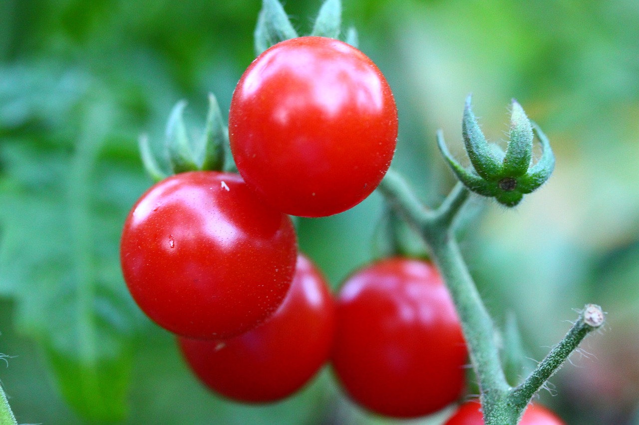 cherry tomatoes gardening free photo