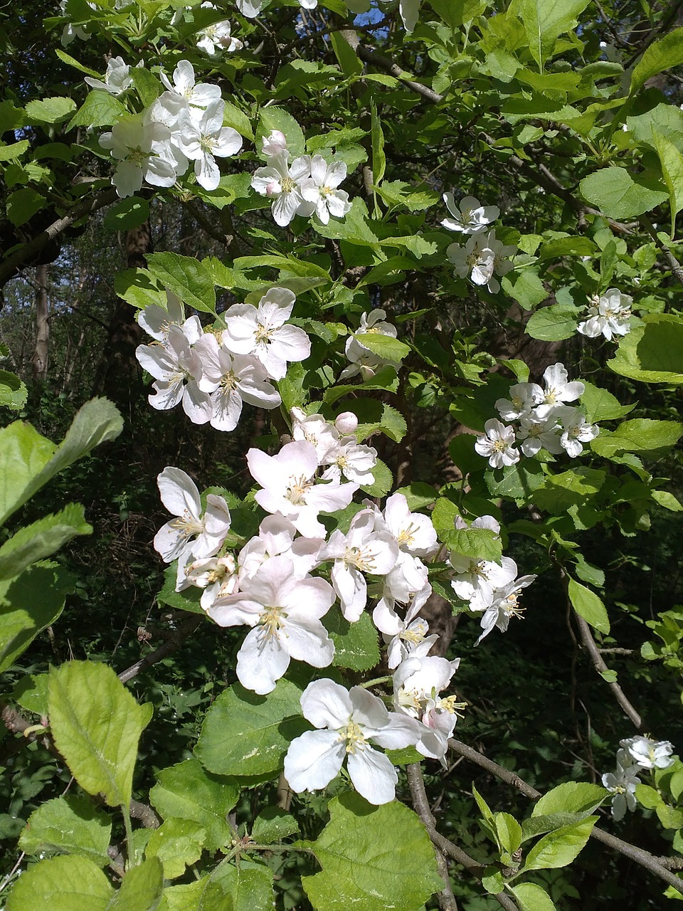 cherry flower spring free photo