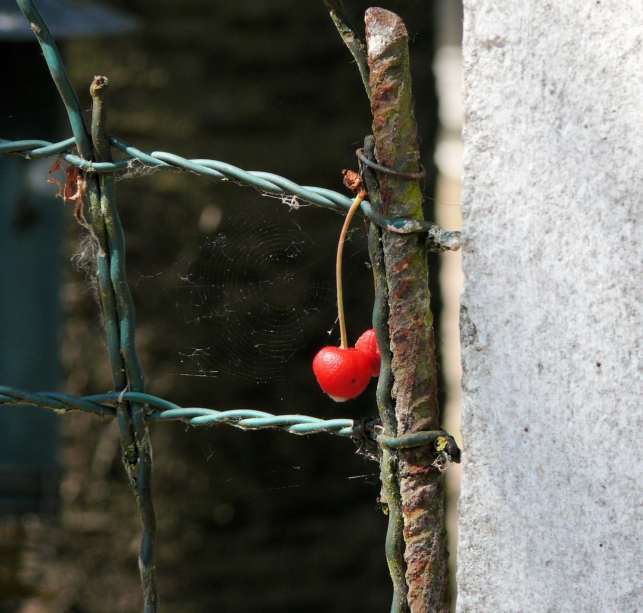 cherry fence red free photo