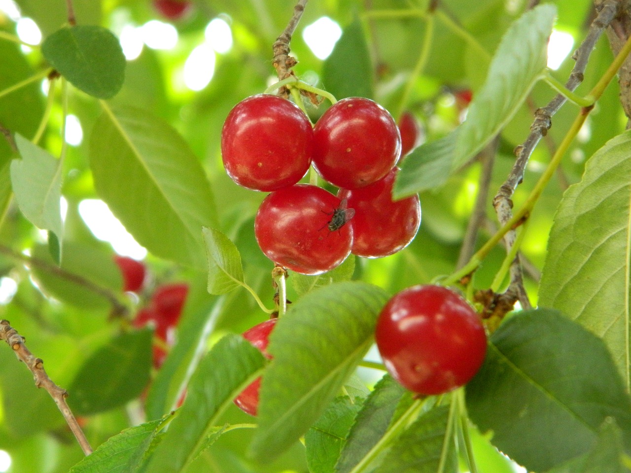 cherry green branch free photo