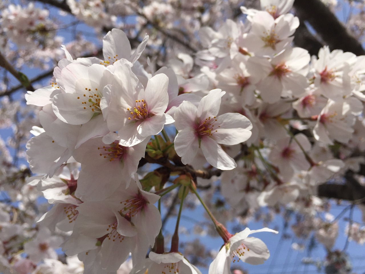 cherry flowers japan free photo