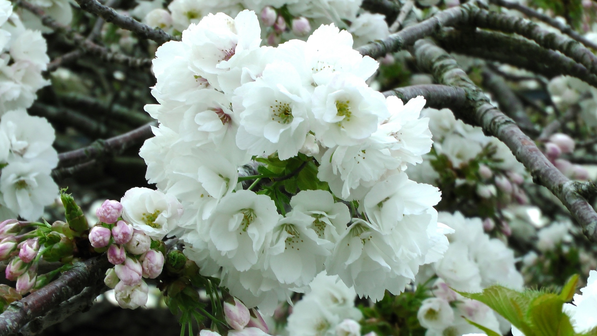 cherry blossom flowers free photo