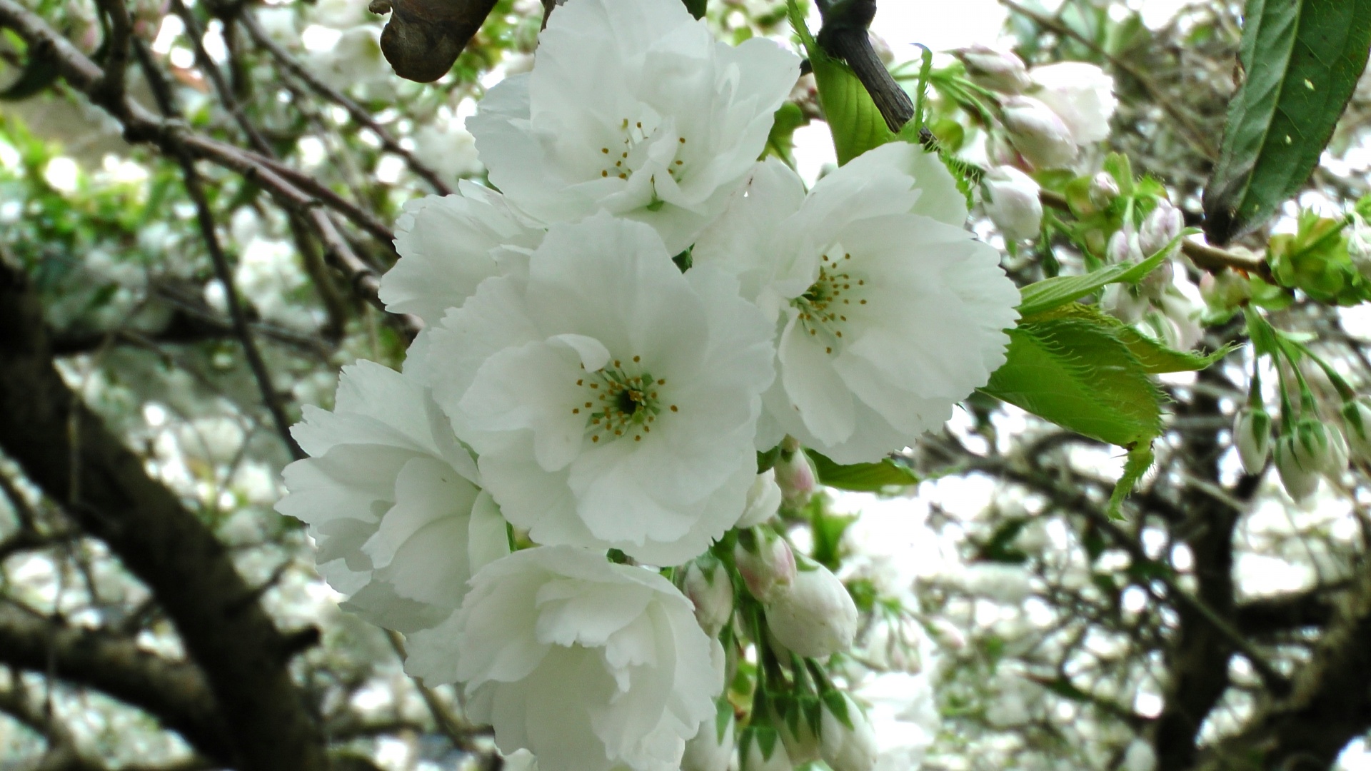 cherry blossom flowers free photo