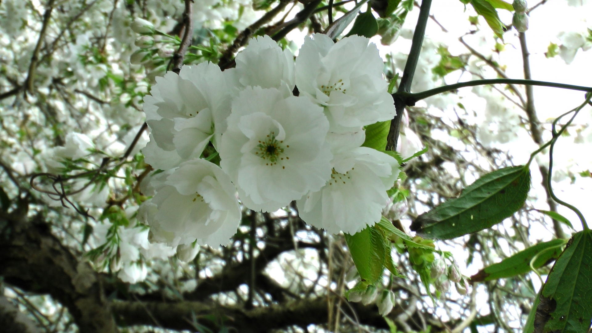 cherry blossom flowers free photo