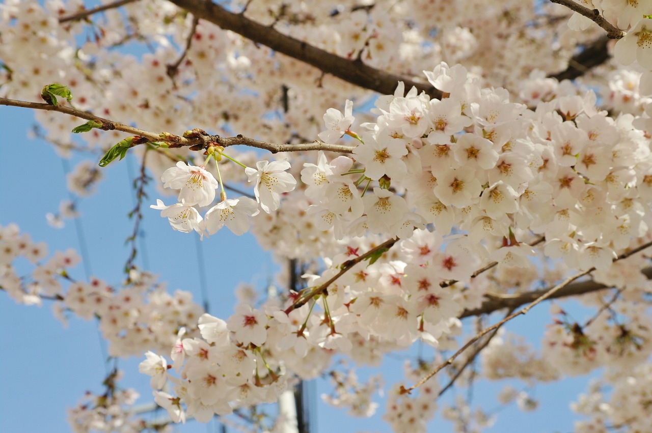 cherry blossom flowers spring free photo