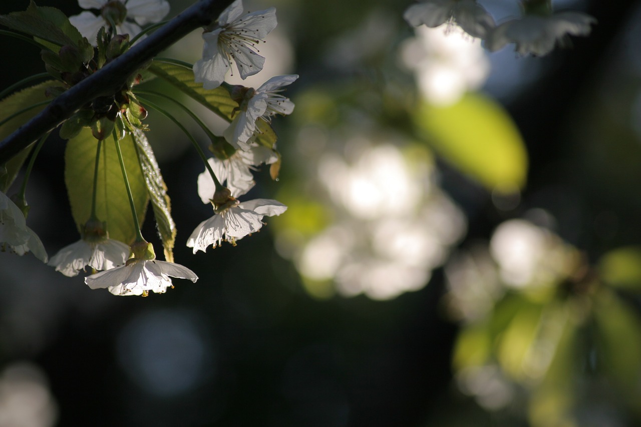 cherry-blossom light spring free photo