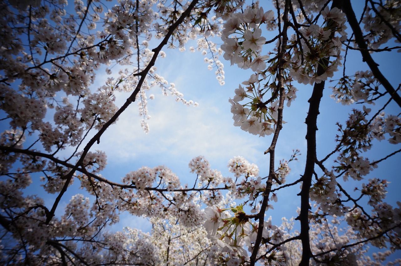 cherry blossom natural the scenery free photo