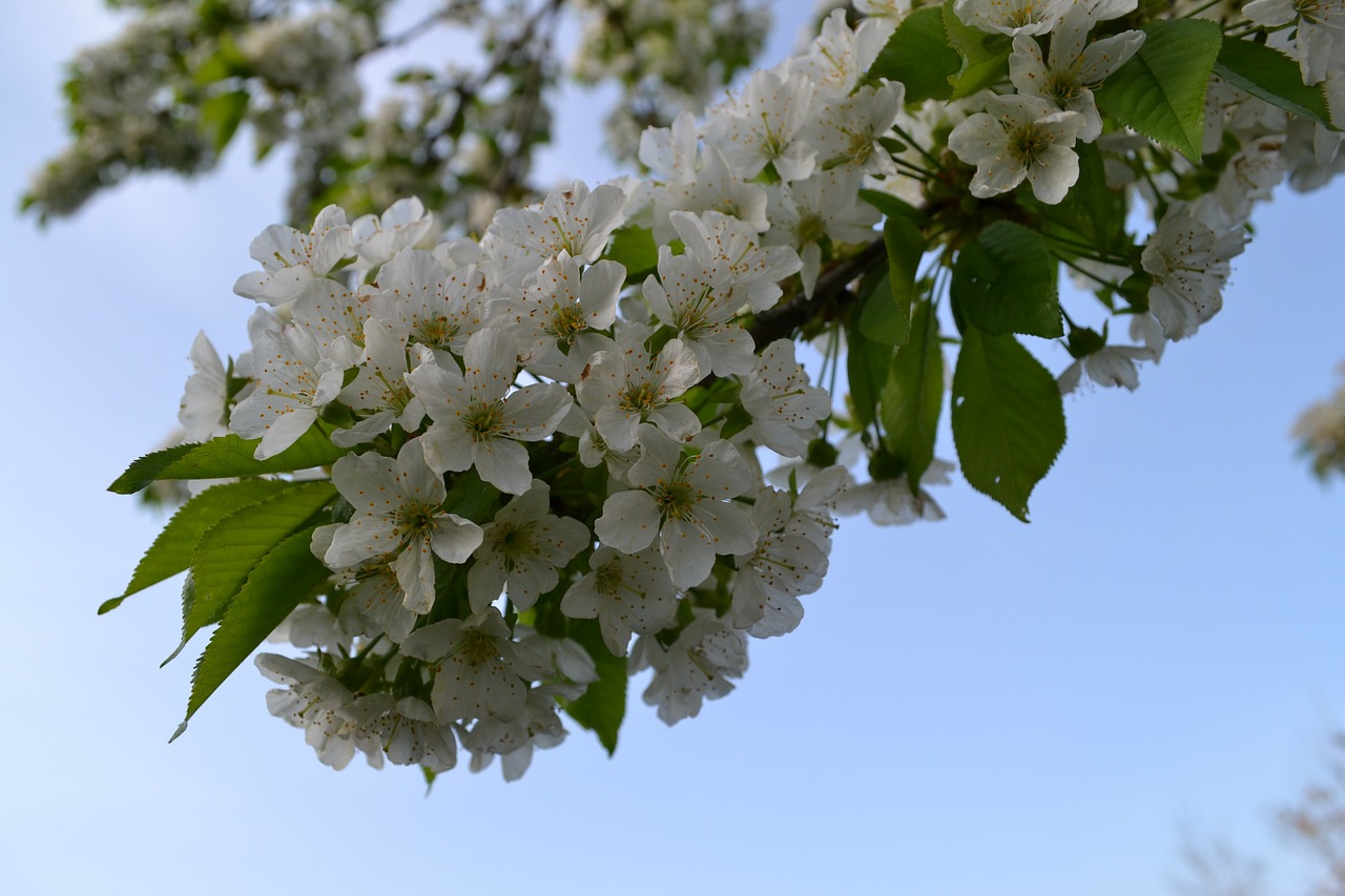 cherry blossom white spring free photo