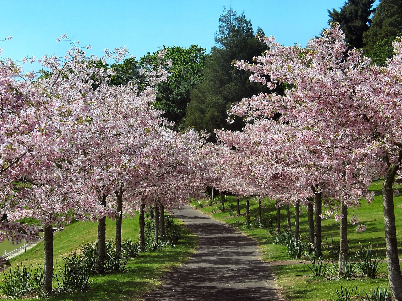 cherry blossom alley of cherry trees pink flowers free photo