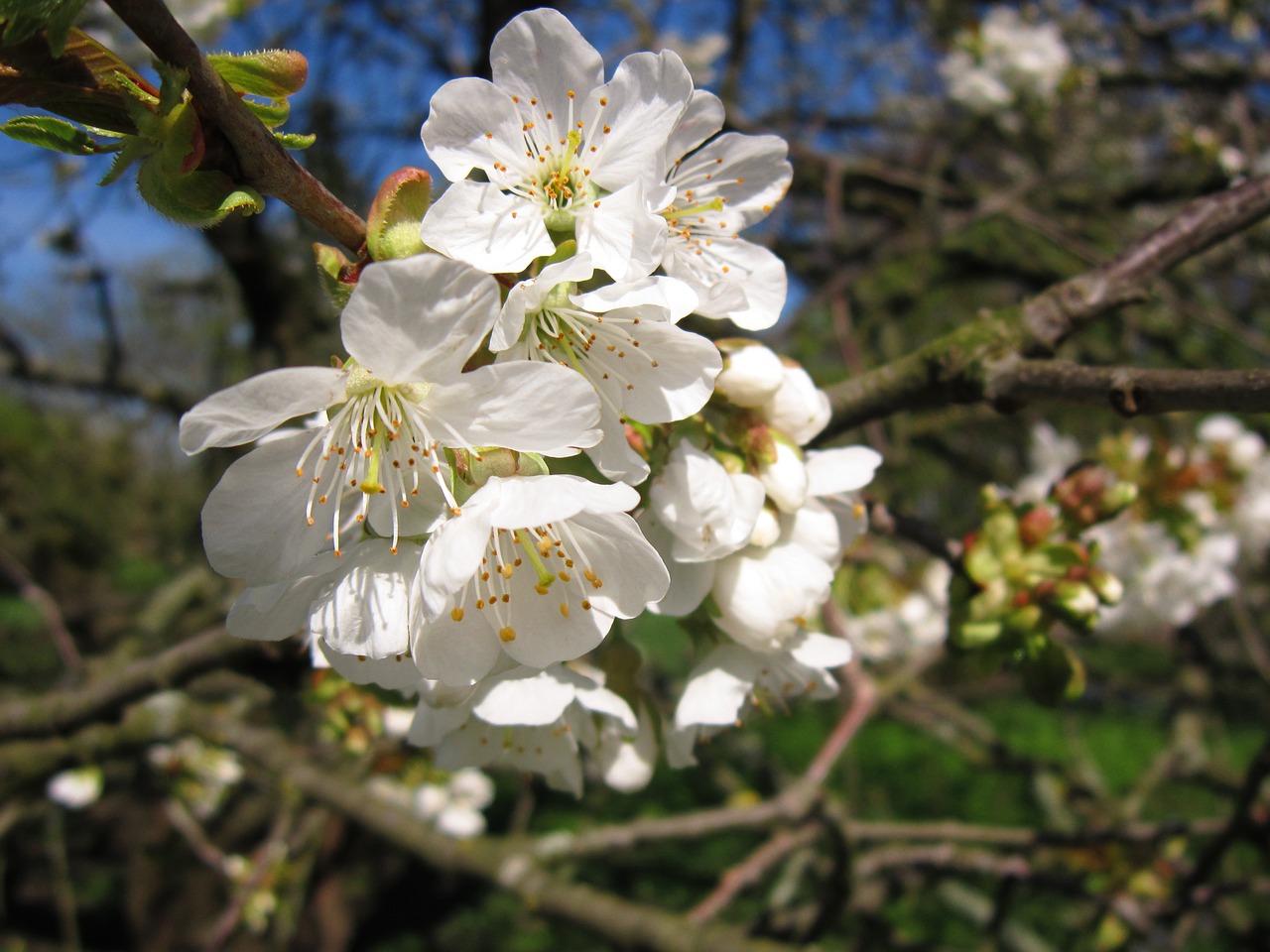 cherry blossom spring tree free photo