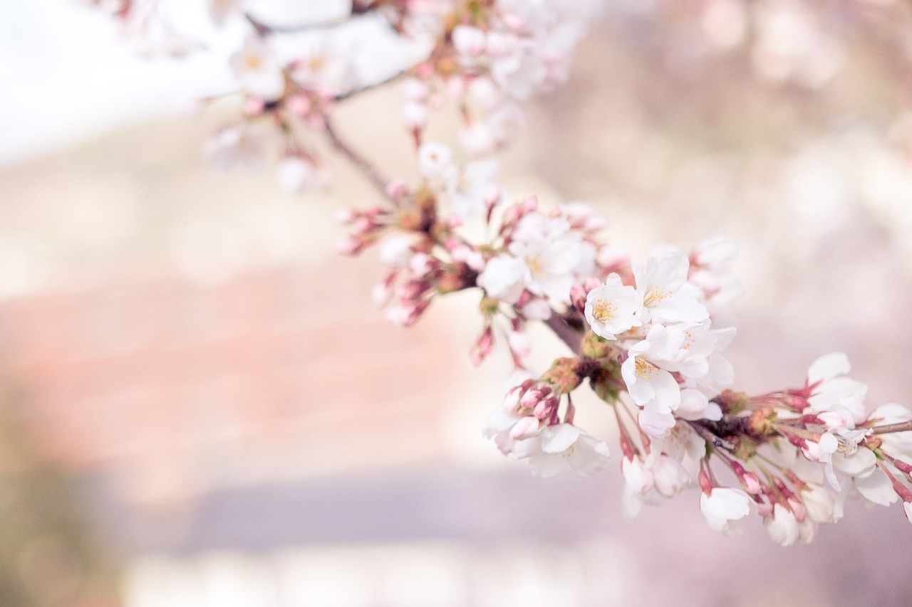 cherry blossom sakura flower free photo