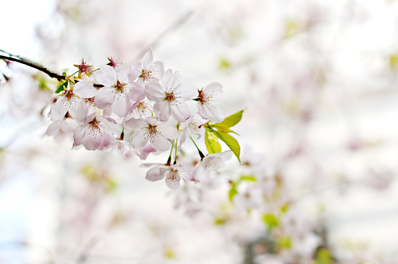 cherry blossom flower pink free photo