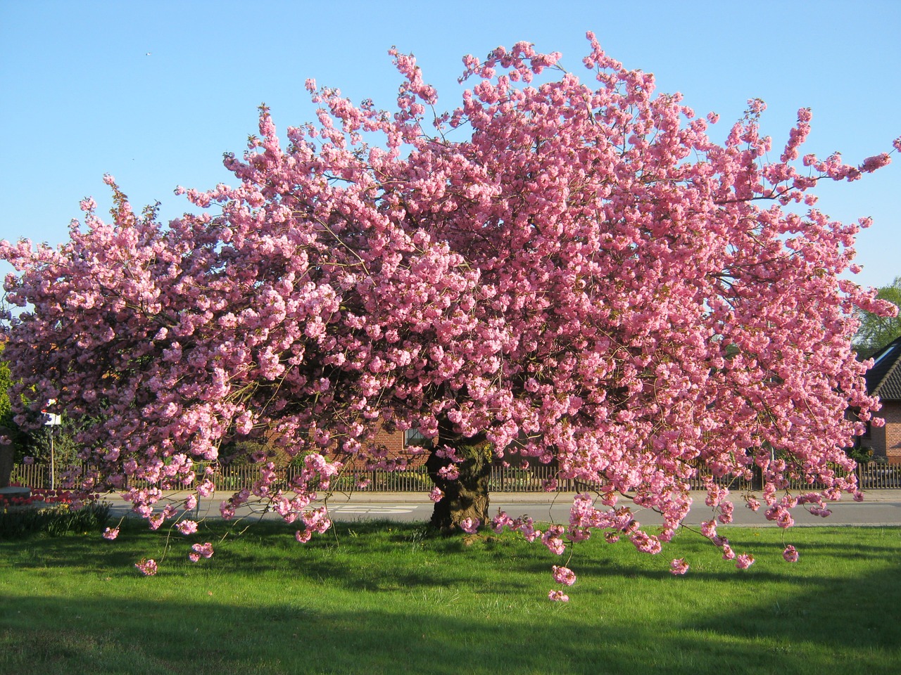 cherry blossom tree meadow free photo