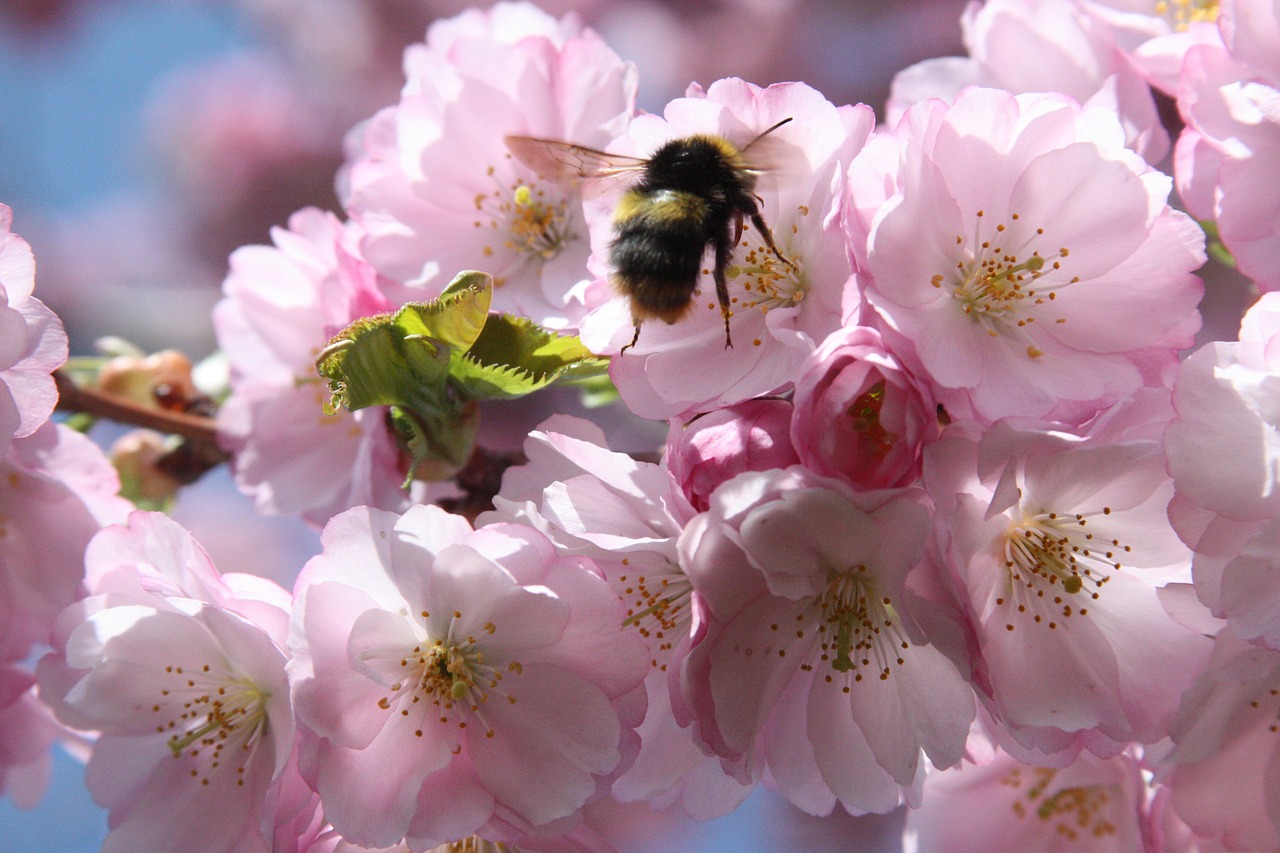 cherry blossom bee spring free photo
