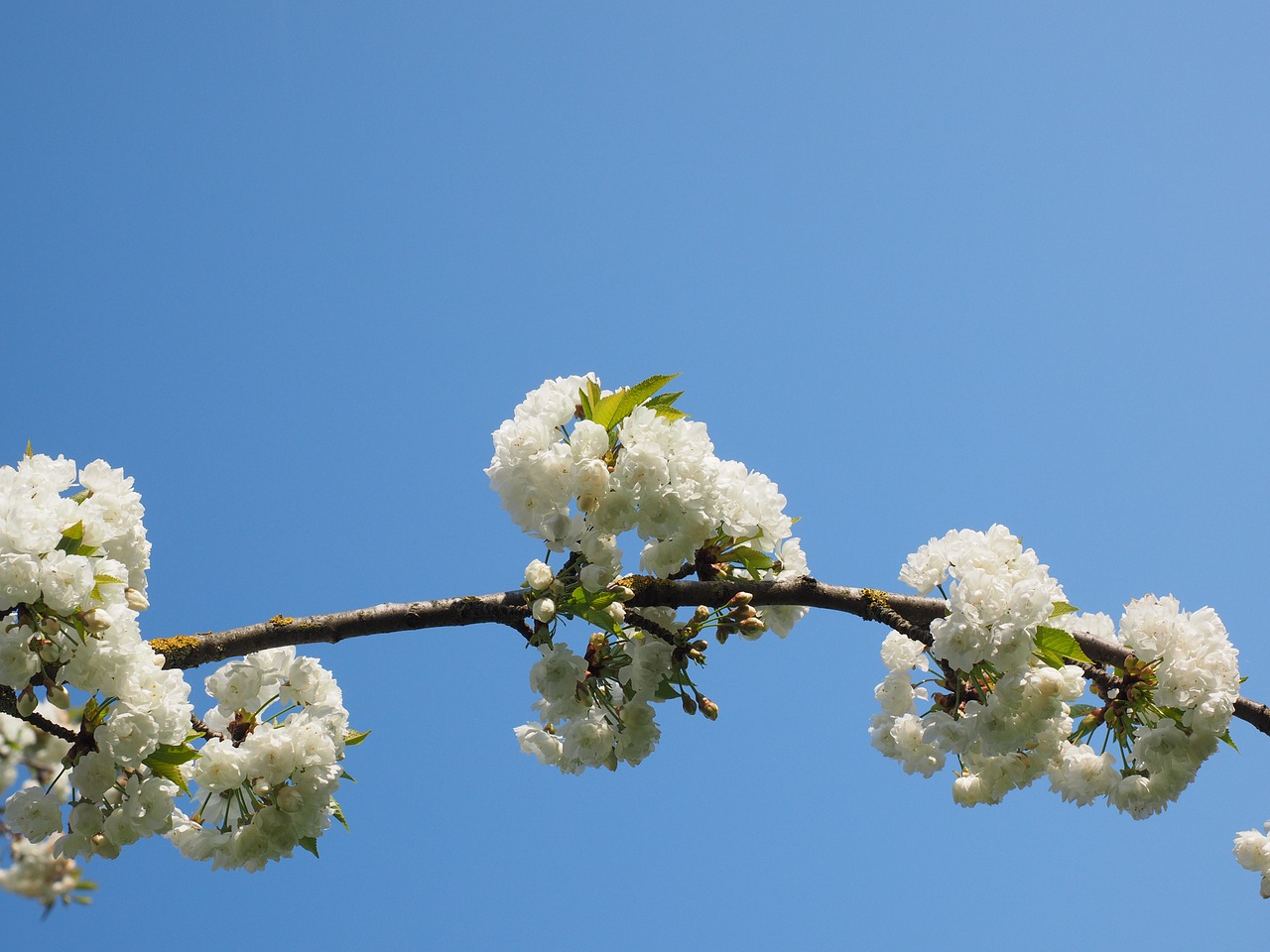 cherry blossom white cherry free photo