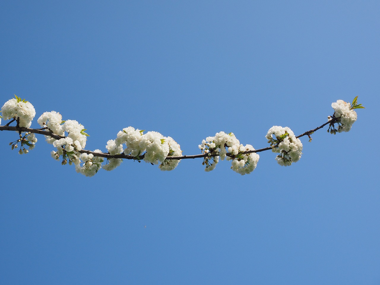 cherry blossom white cherry free photo