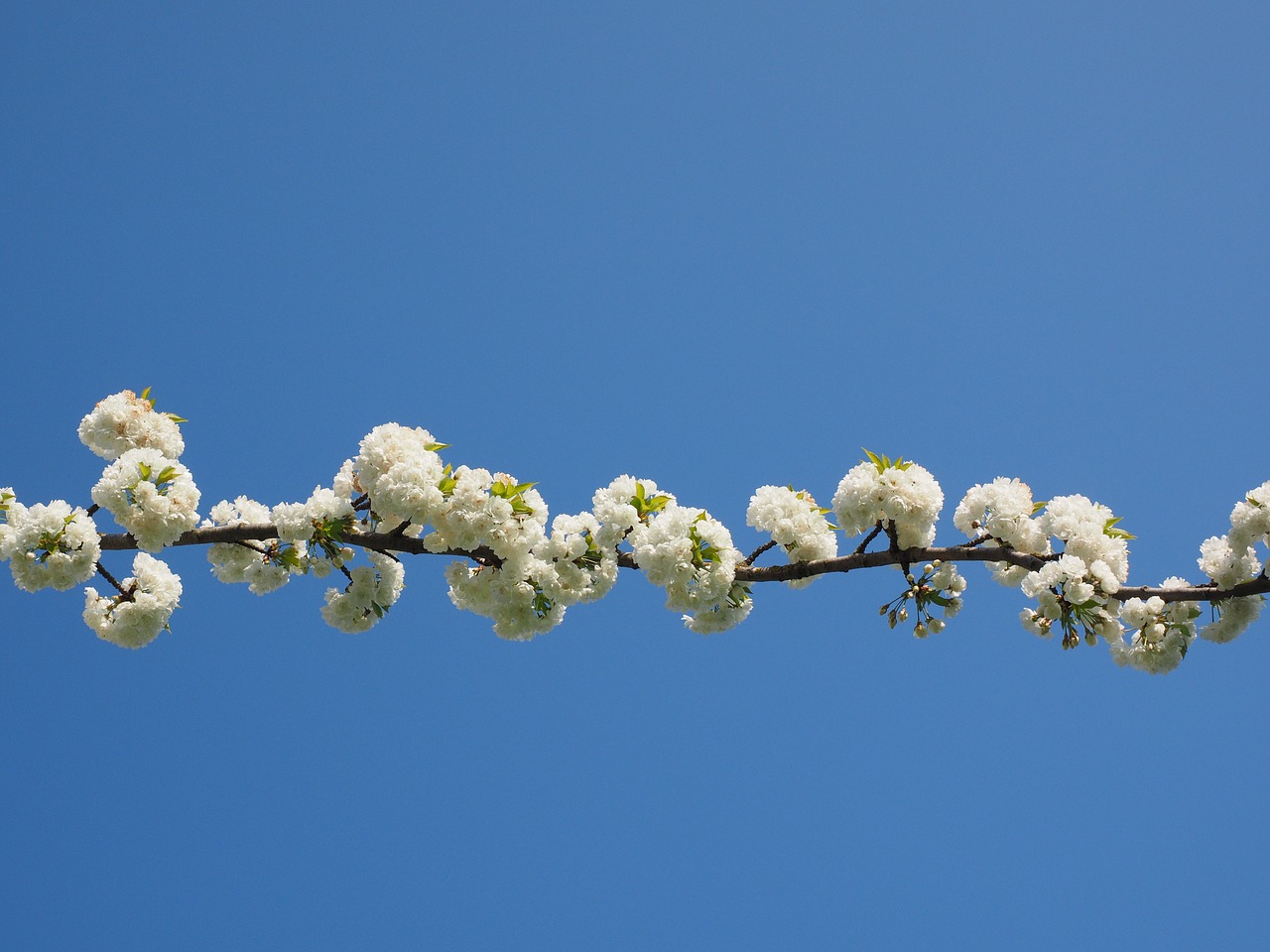 cherry blossom white cherry free photo