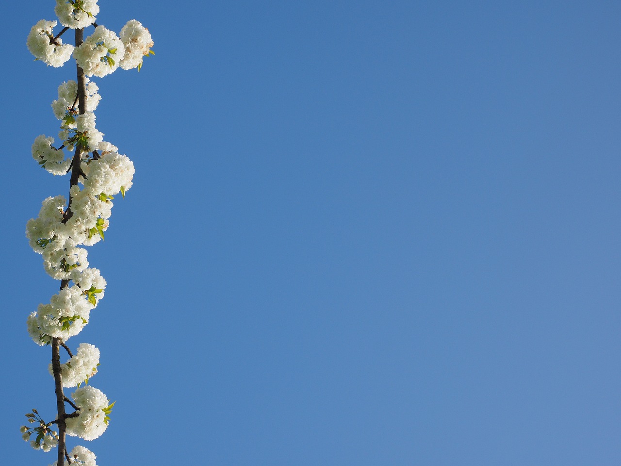 cherry blossom white cherry free photo