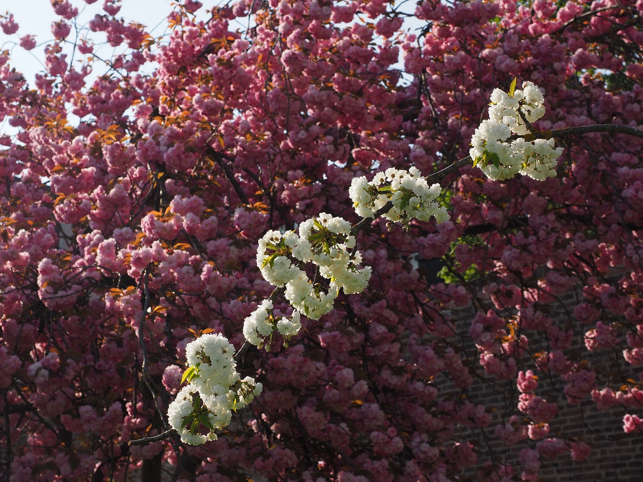 cherry blossom white cherry free photo