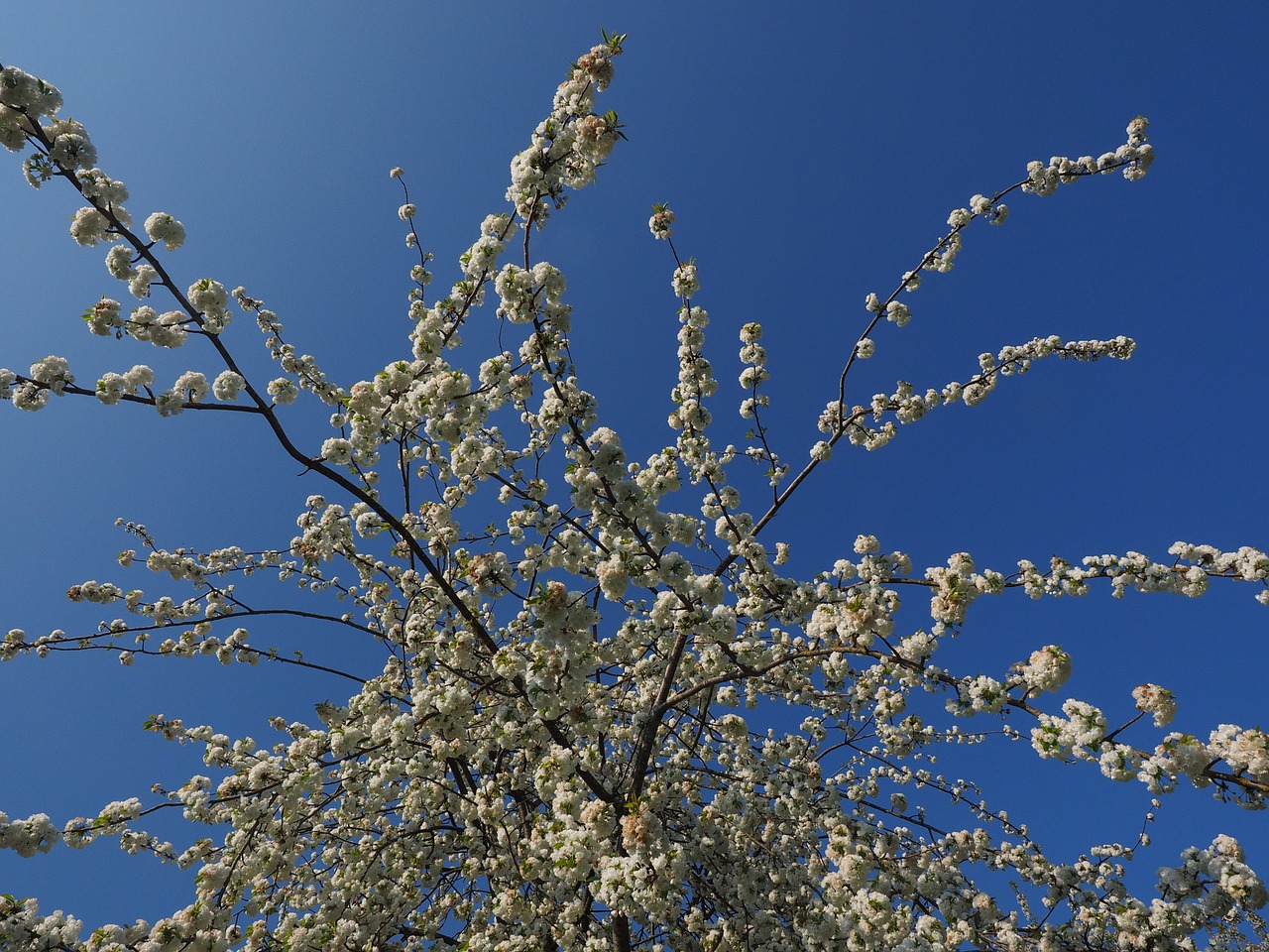 cherry blossom white cherry free photo