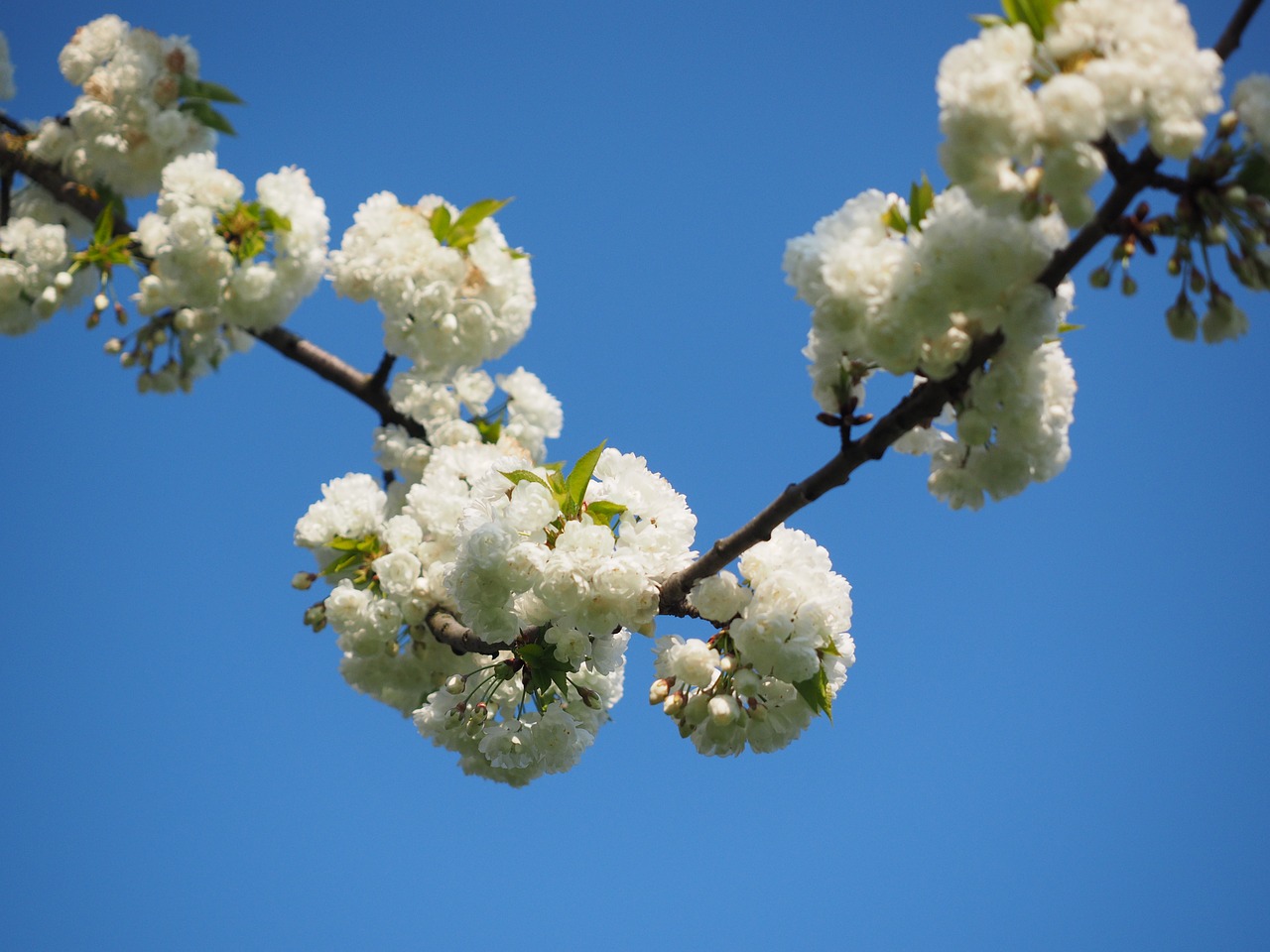 cherry blossom white cherry free photo