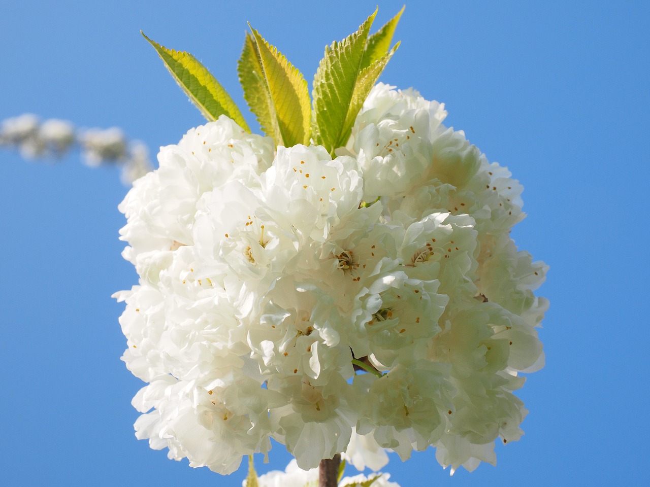 cherry blossom white cherry free photo