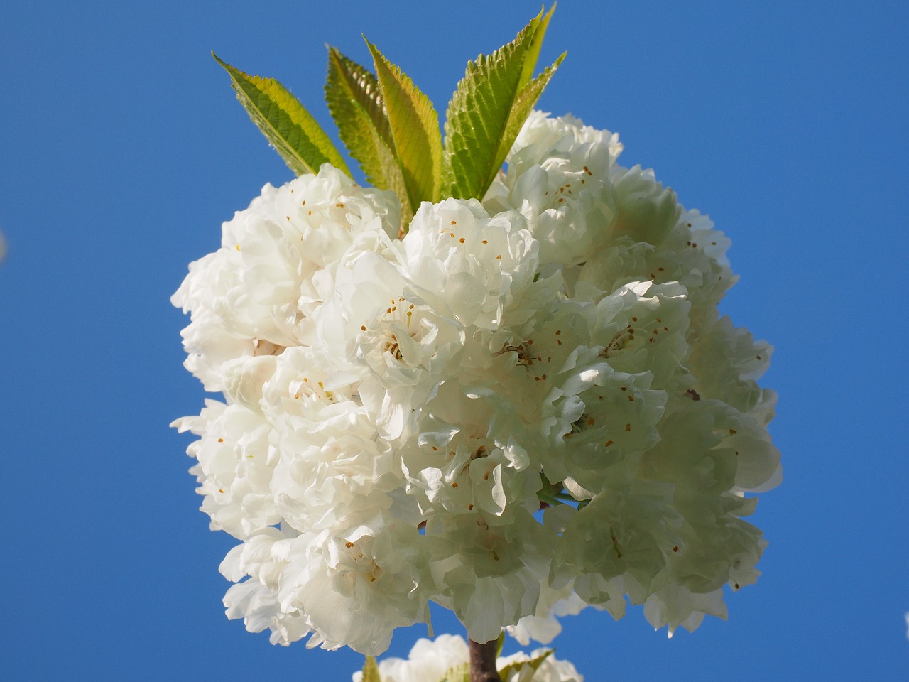 cherry blossom white cherry free photo