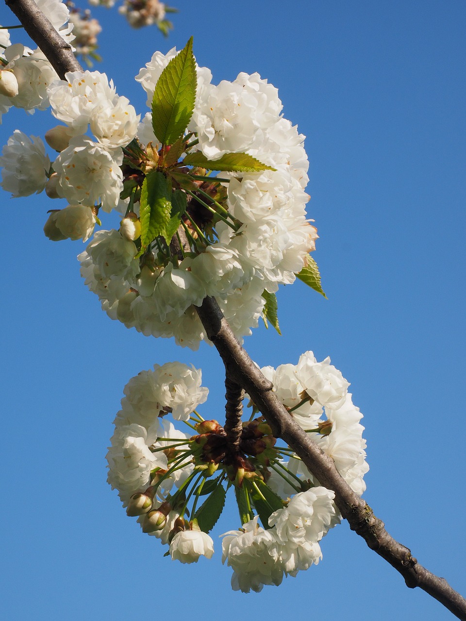 cherry blossom white cherry free photo