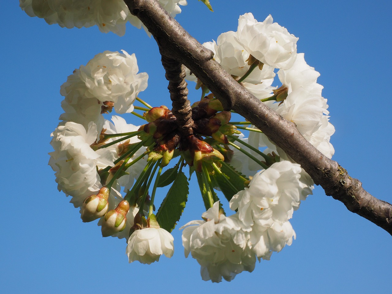 cherry blossom white cherry free photo