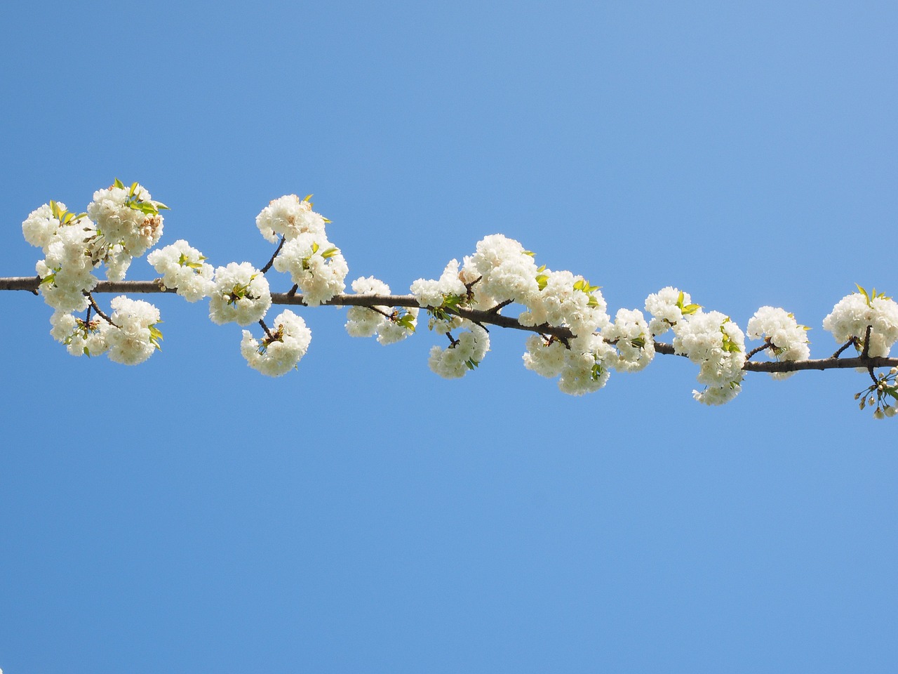 cherry blossom white cherry free photo