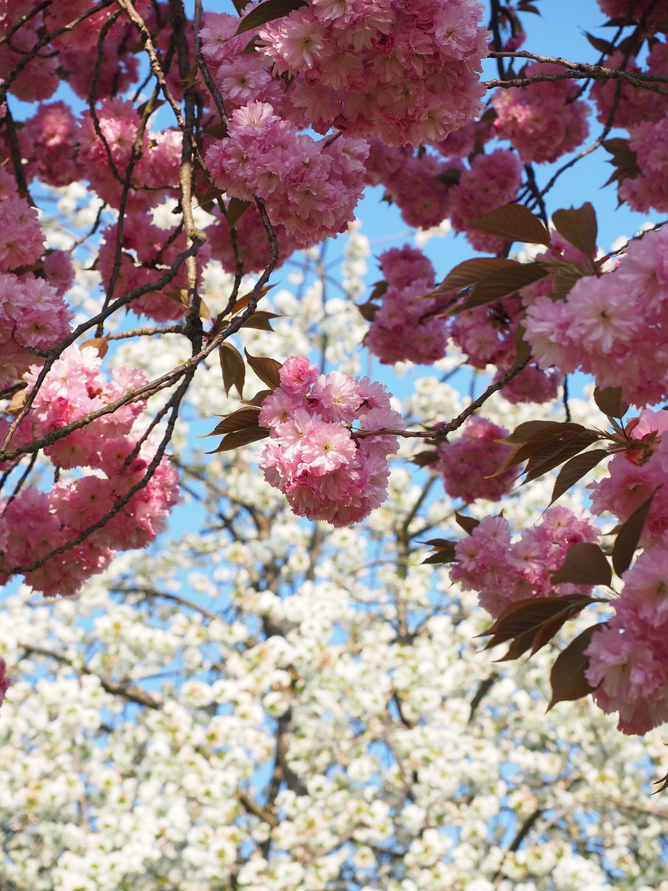 cherry blossom japanese cherry smell free photo