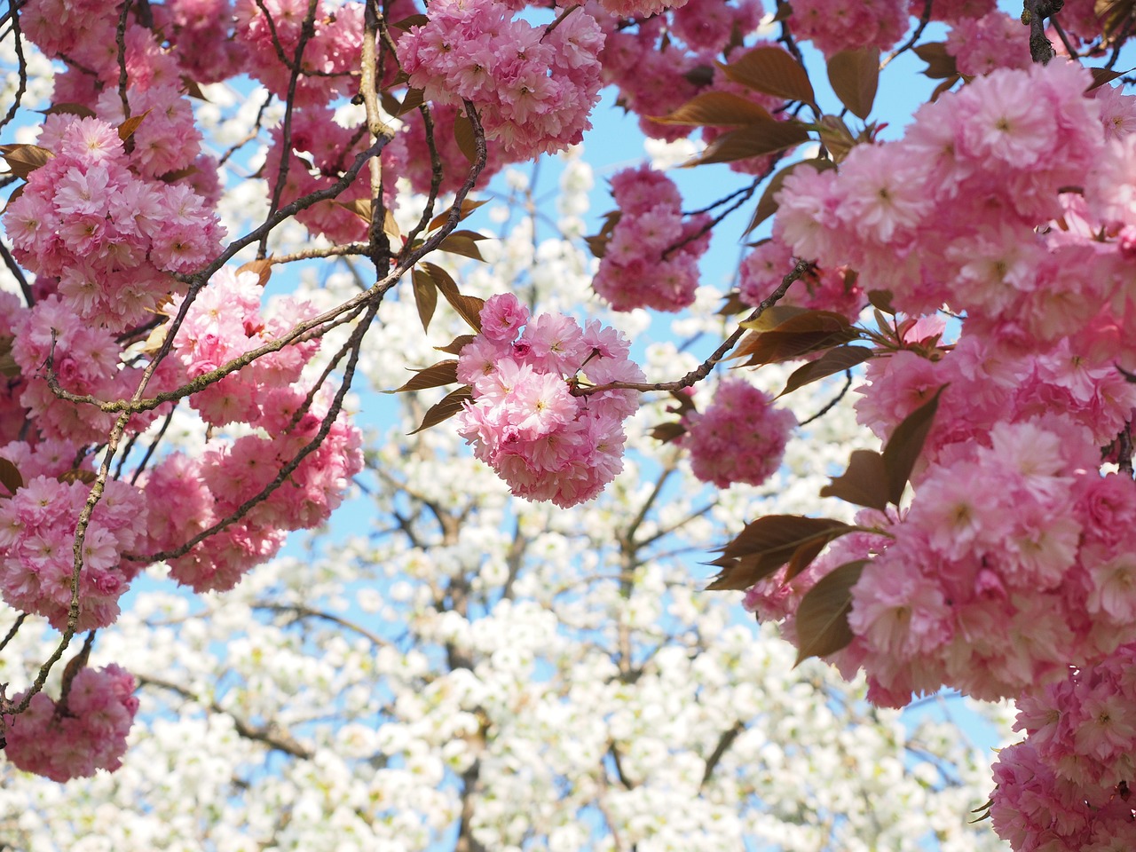 cherry blossom white cherry free photo