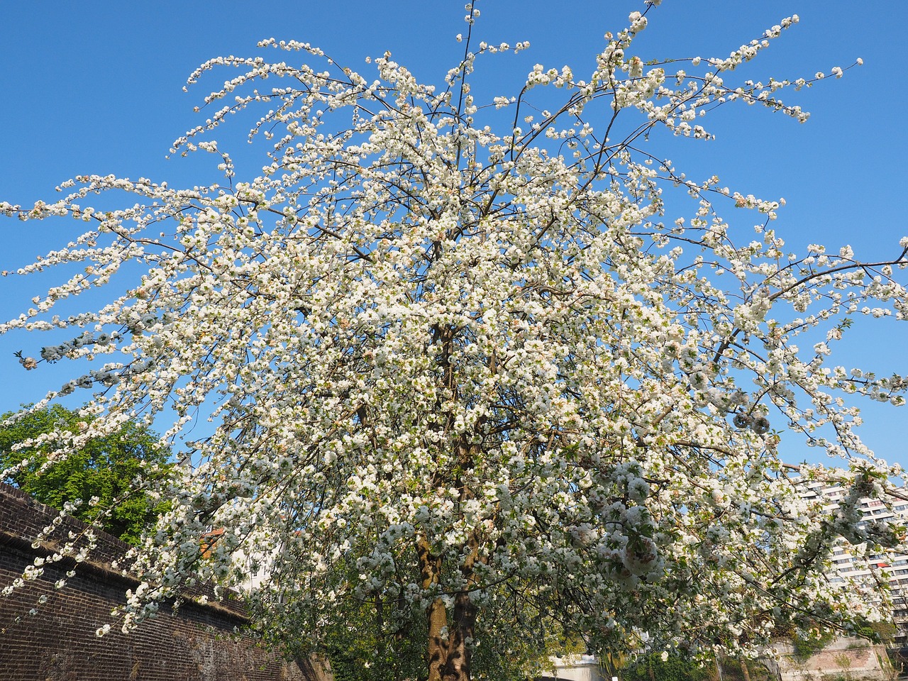 cherry blossom white cherry free photo