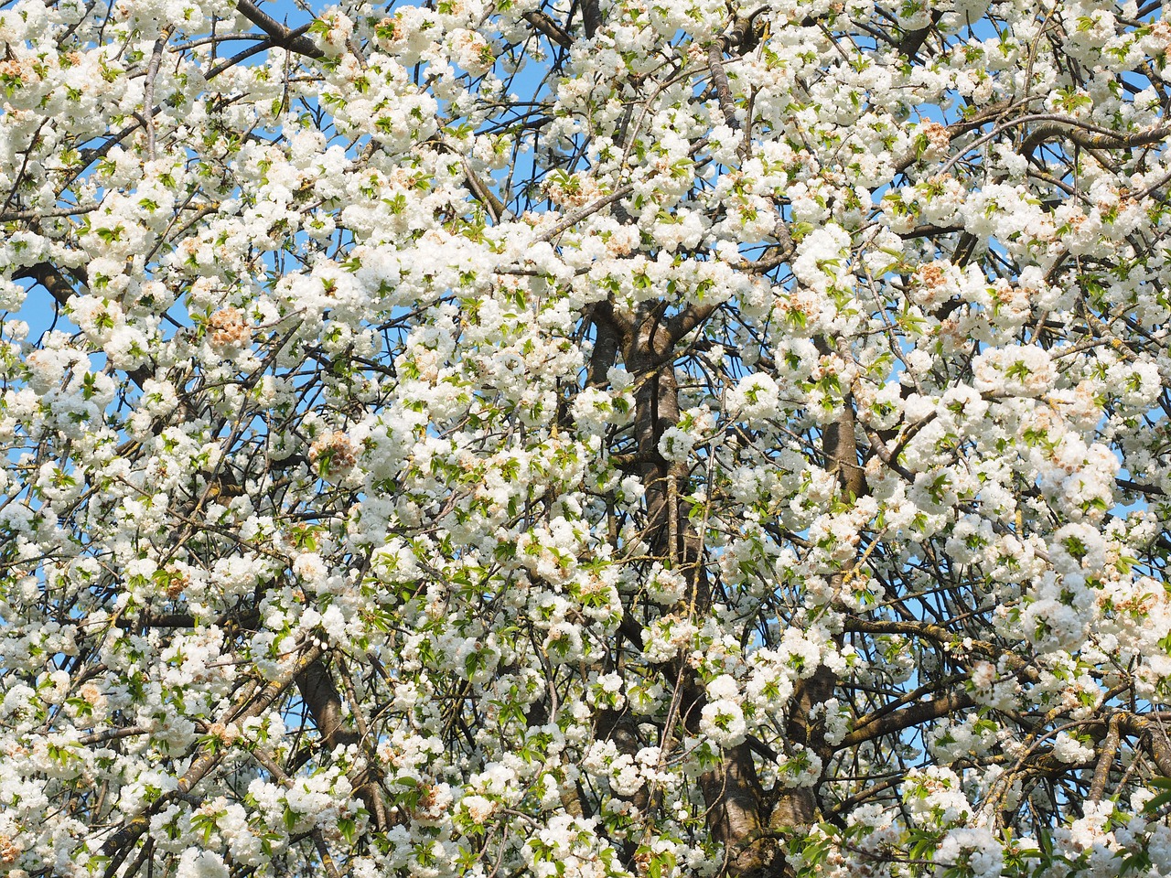 cherry blossom white cherry free photo