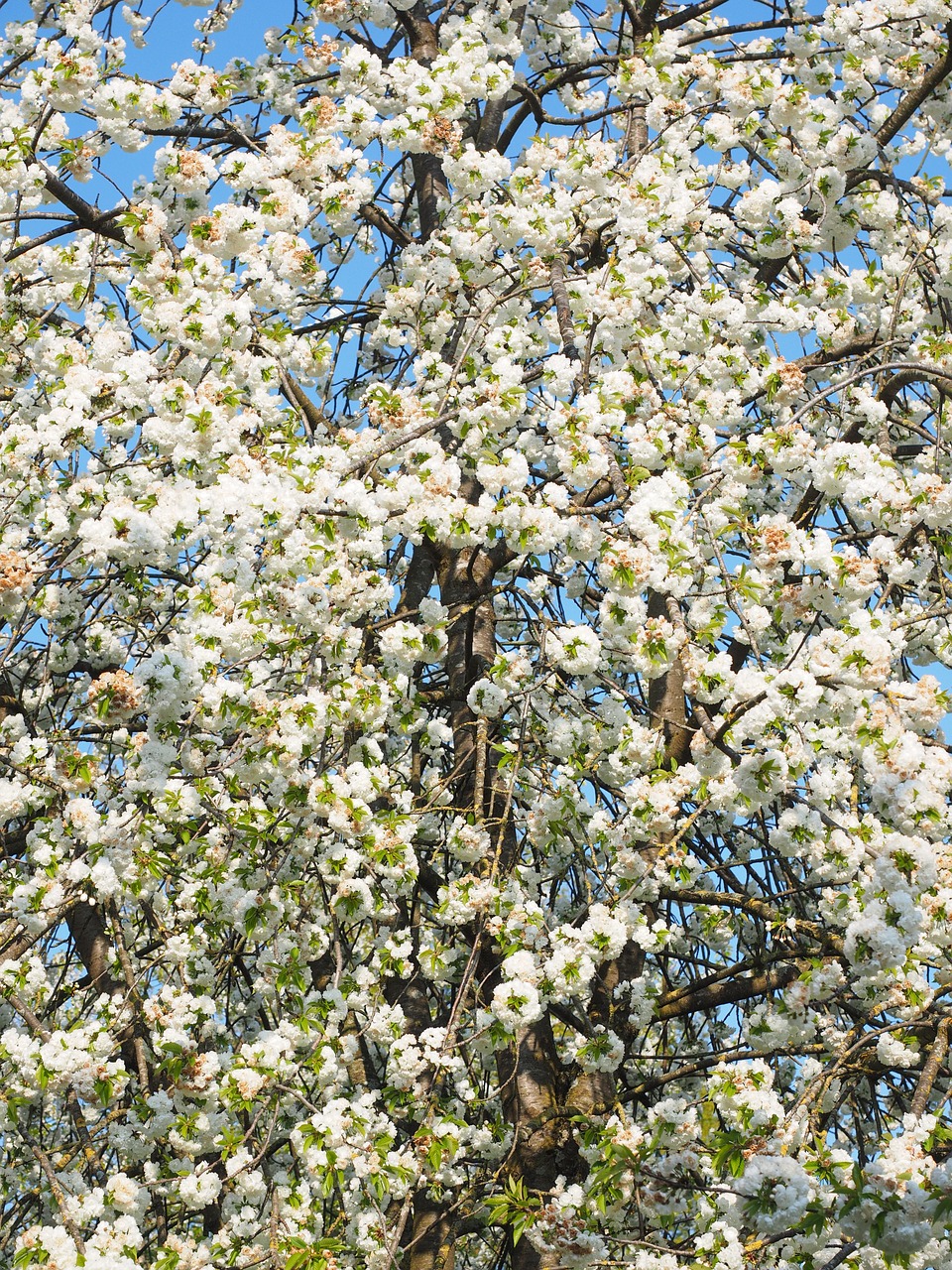 cherry blossom white cherry free photo