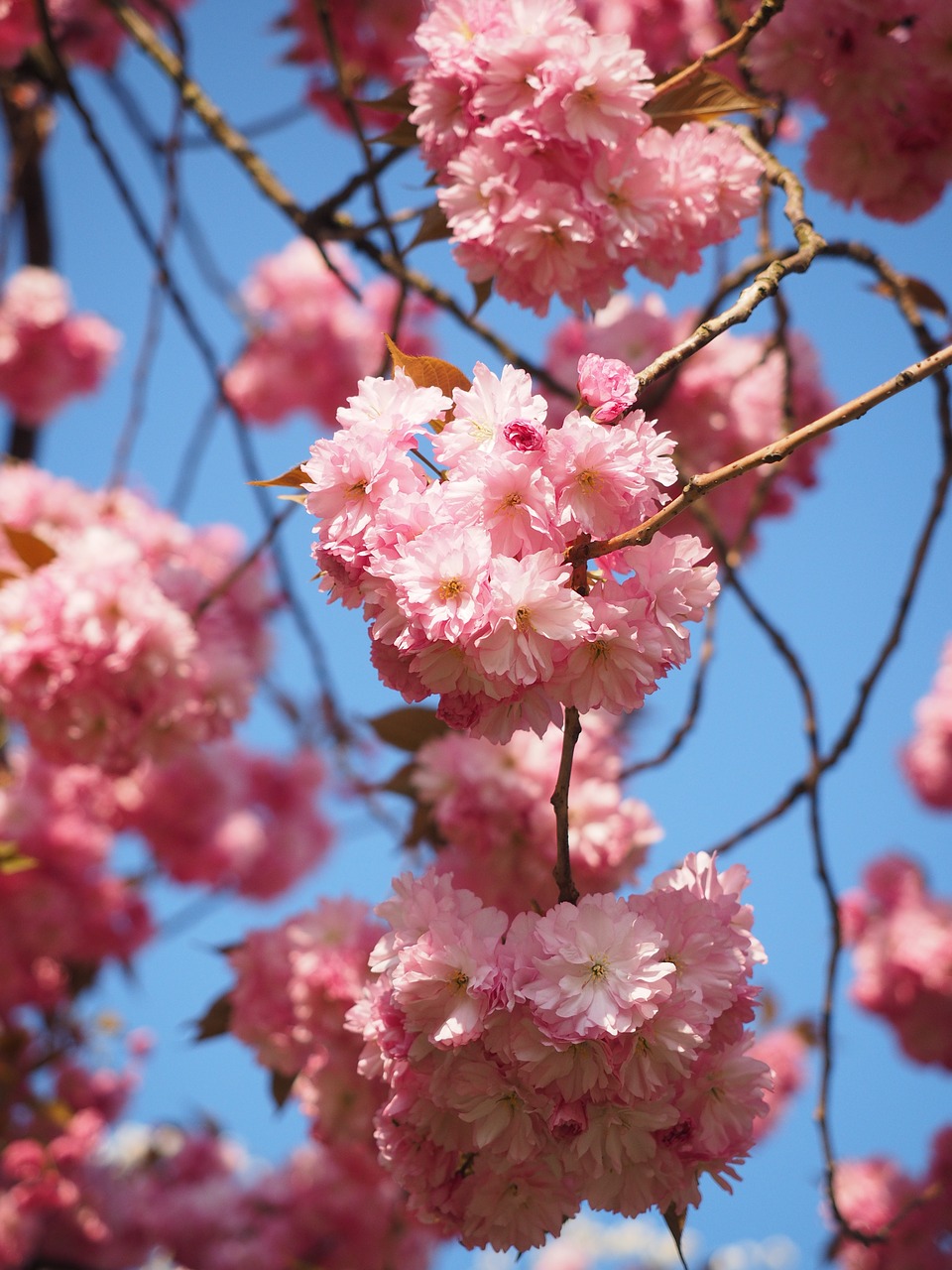 cherry blossom japanese cherry smell free photo