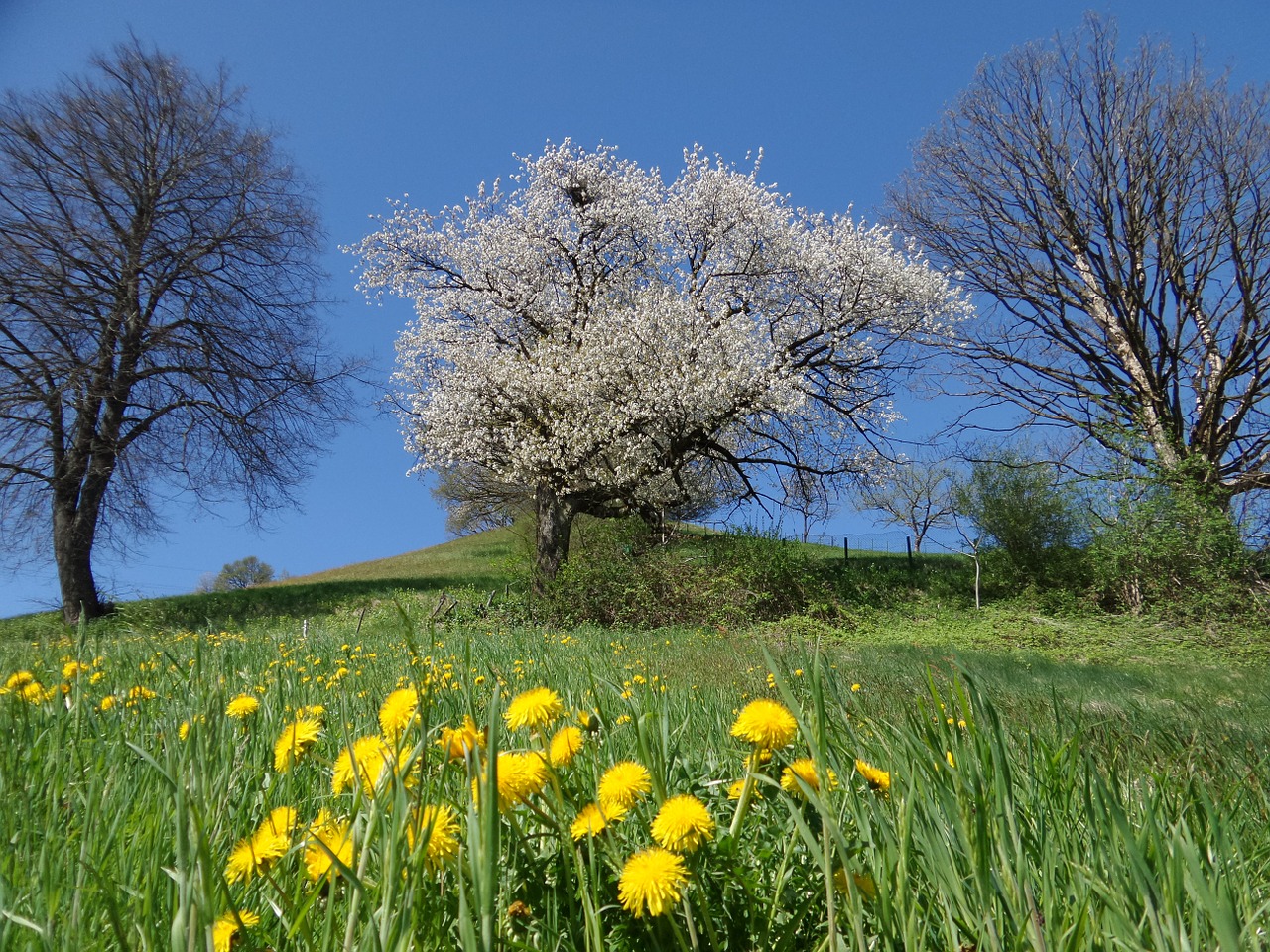 cherry blossom tree spring free photo