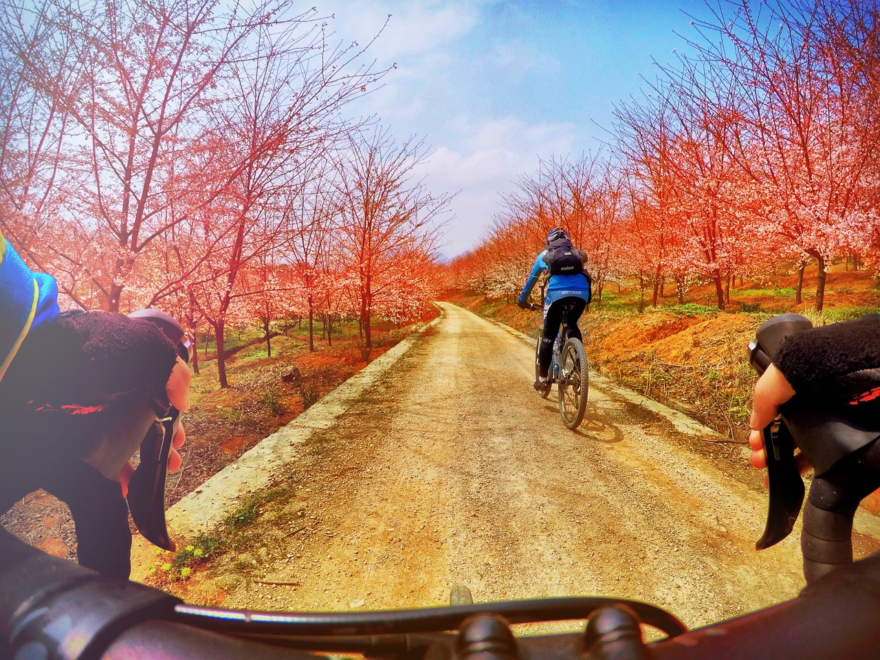 cherry blossom bike riding free photo