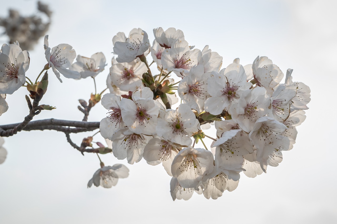 cherry blossom sakura flowers free photo