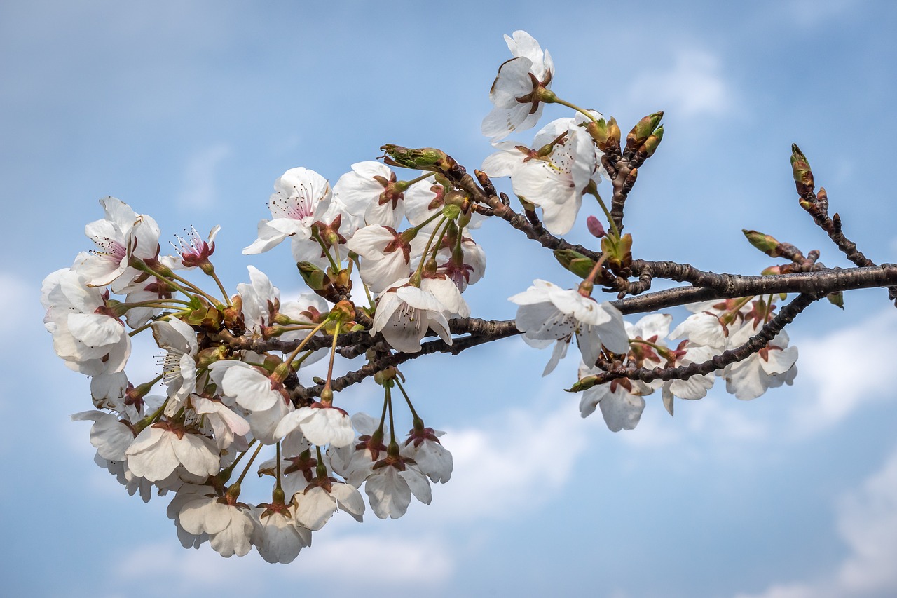 cherry blossom sakura flowers free photo