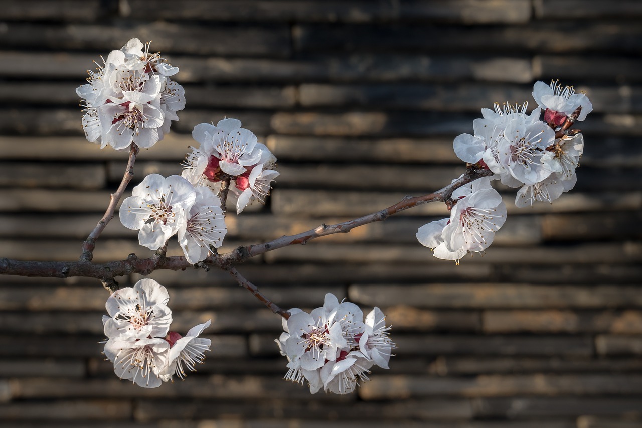 cherry blossom sakura flowers free photo