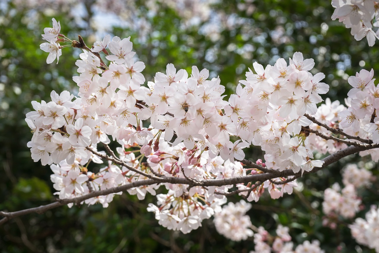 cherry blossom sakura flowers free photo