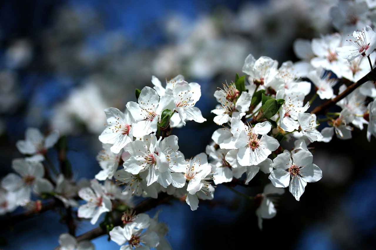 cherry blossom spring white free photo