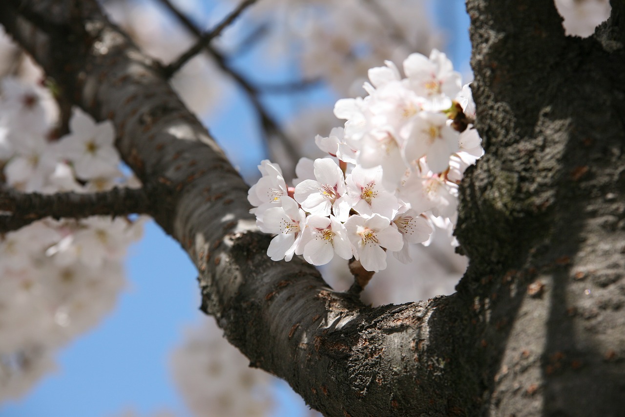 cherry blossom april spring free photo