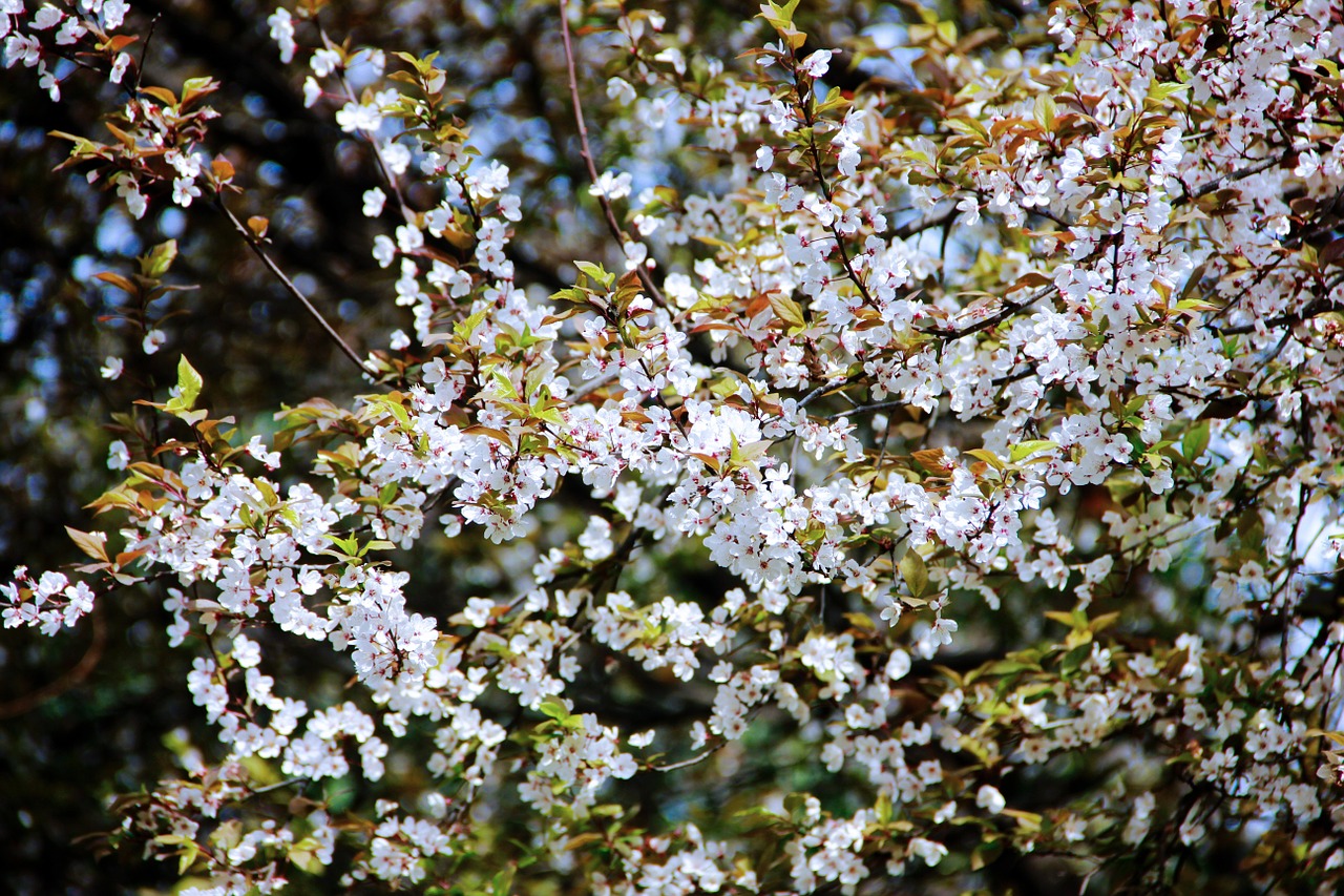 cherry blossom zoo flower free photo