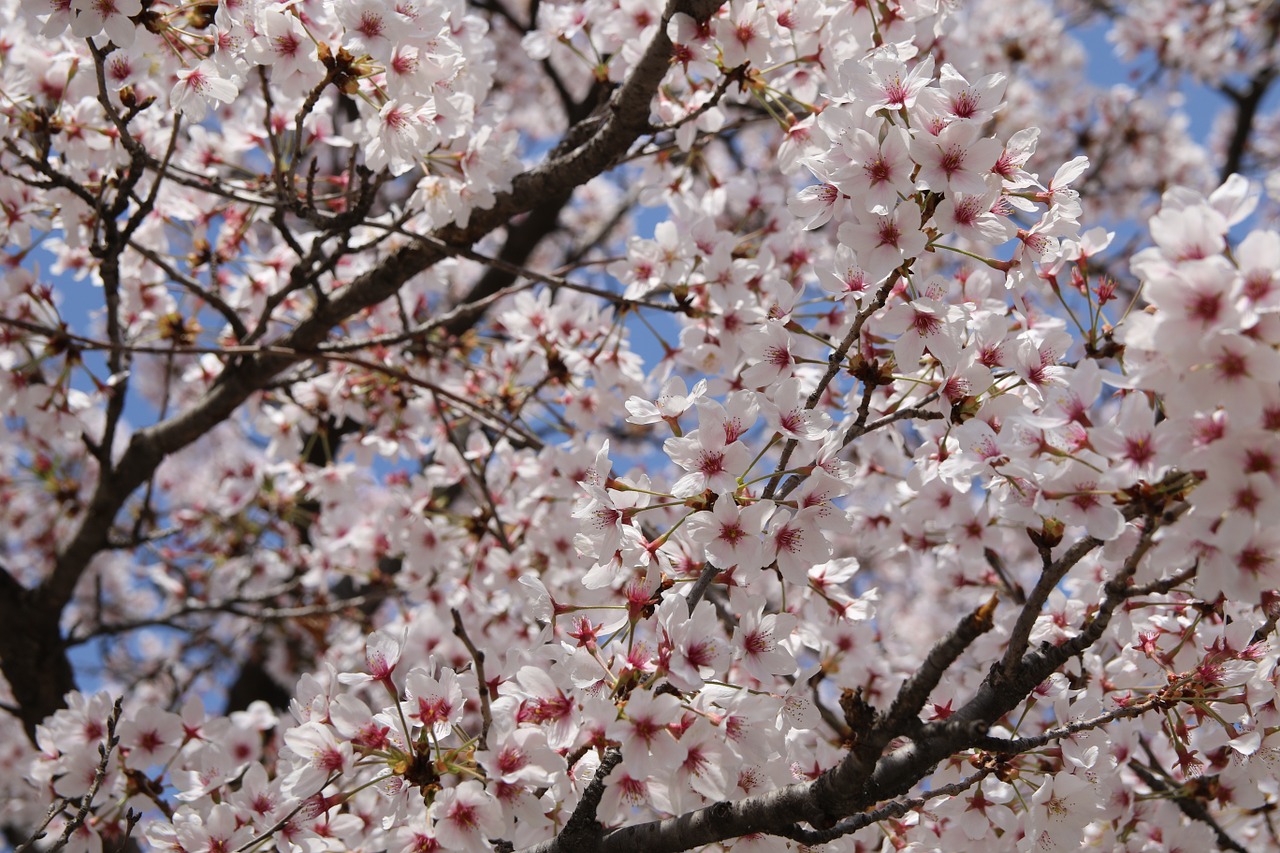 cherry blossom april spring free photo