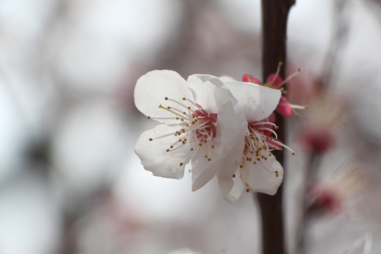 cherry blossom april spring free photo