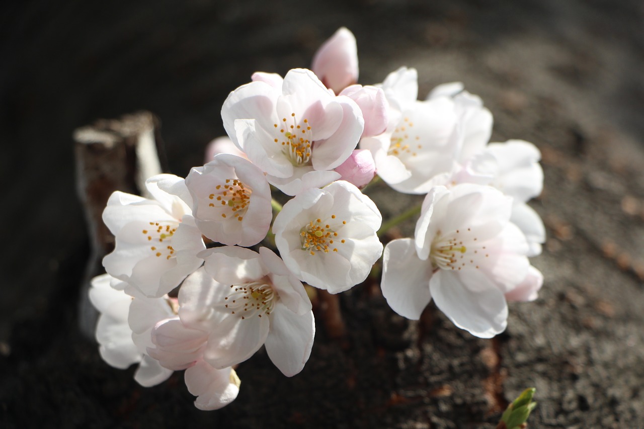 cherry blossom april spring free photo